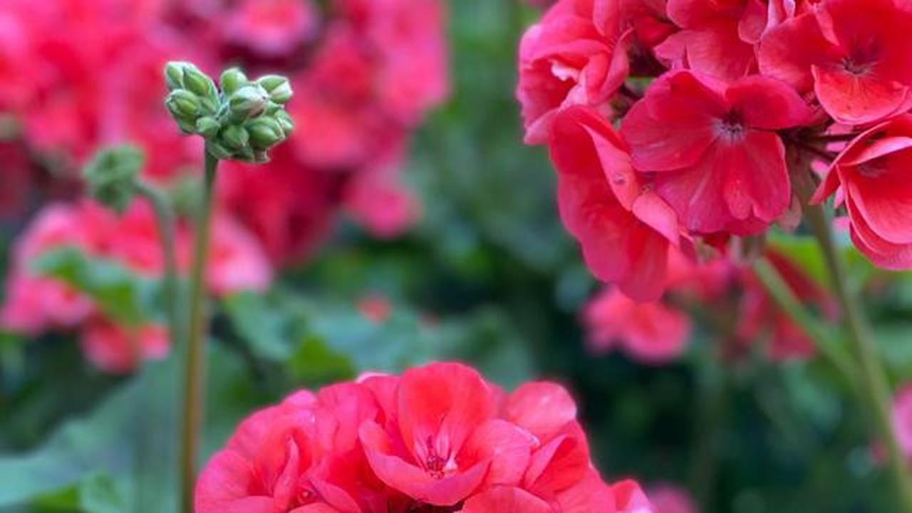 7 Manfaat Bunga Geranium untuk Kesehatan, Bisa Jadi Aromaterapi &amp; Obat Tradisional