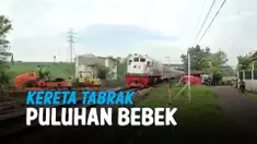vertical bebek