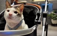 Heboh Bobby the Cat Masuk Istana, Netizen Ramai-Ramai Minta Prabowo Bikin BPJS Kucing