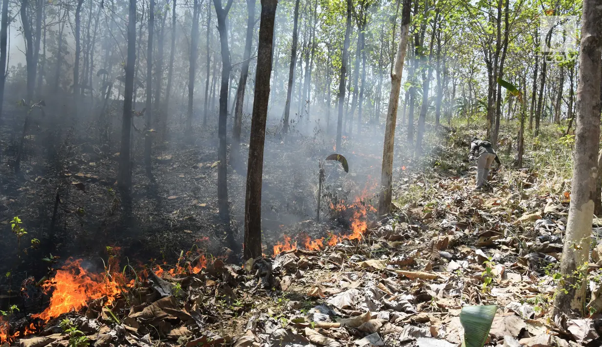 Petugas Dinas Kehutanan berusaha memadamkam api yang membakar hutan jati di Kecamatan Juwangi Boyolali, Jawa Tengah, Senin (6/8). Warga menduga api berasal dari puntung rokok yang dibuang orang tak bertangung jawab. (Liputan6.com/Gholib)