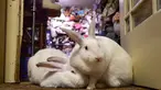 Dua ekor kelinci meringkuk di The Bunny Museum yang terletak di Pasadena, California, 8 Desember 2016. Di museum yang bagaikan surga bagi para penyuka kelinci ini terdapat lebih dari 33.000 koleksi benda-benda kelinci yang imut. (Frederic J. BROWN/AFP)