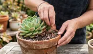 10 Cara Menghilangkan Daun yang Mati pada Tanaman Sukulen agar Tidak Mengganggu Pertumbuhan
