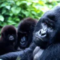 Ilustrasi Gorila berprilaku lesbian