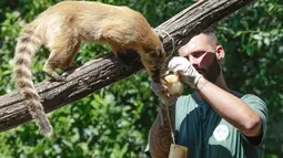 Seekor coati merah terlihat ketika seorang petugas menggantung es buah beku pada hari yang panas di kebun binatang Roma, Italia, Selasa (25/6/2019). Suhu tertinggi yang berkisar 37 sampai 40 derajat Celsius diperkirakan terjadi di wilayah Italia utara dan tengah. (AP Photo/Andrew Medichini)