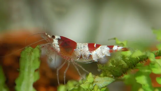 Budidaya Udang Hias