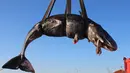 Foto pada 29 Maret 2019 memperlihatkan seekor paus diangkat ke atas truk setelah ditemukan mati terdampar di Pulau Sardinia, Italia. Yang menyedihkan,  di dalam perut paus sperma yang sedang hamil tersebut terdapat 48,5 pon atau 22 kilogram sampah  plastik. (SEAME Sardinia Onlus via AP)