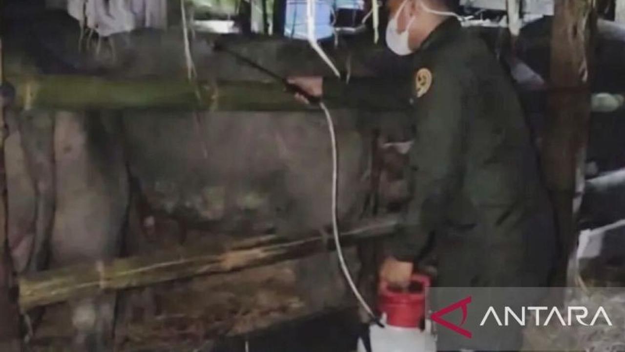 BKHIT Maluku Perketat Pengawasan Ternak Kerbau ke Sulsel, Cegah Penyakit Menular