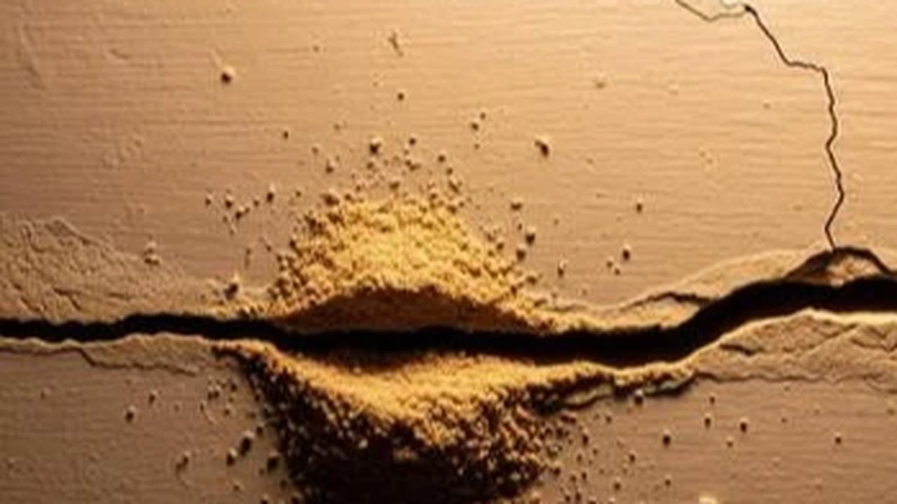 Cara Menemukan Sarang Semut yang Tersembunyi di Rumah, Mudah Dilacak & Ampuh Menghilangkan Koloni