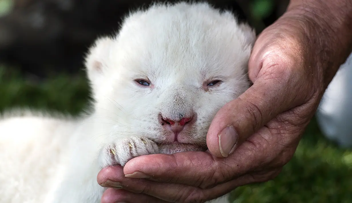 White King, anak singa putih pertama yang dilahirkan di Spanyol, diperkenalkan kepada media di Guillena World Park Reserve di kota Sevilla, Rabu (10/6/2020). Dilahirkan pada 31 Mei lalu, anak singa putih itu ditolak sang induk setelah pengalaman melahirkan yang traumatis. (CRISTINA QUICLER/AFP)