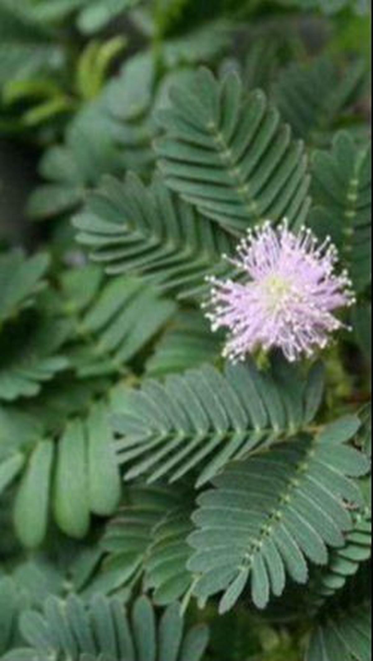 Manfaat Daun Putri Malu<br>