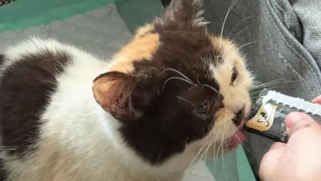 Kondisi Kesehatan Kucing