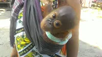 Bayi orangutan diserahkan ke BKSD Kalimantan Barat.