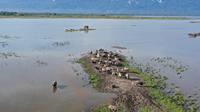 Kerbau-kerbau yang sedang merumput di lahan penggembalaan di Desa Tokilo yang tersisa. 200 hektare padang penggembalaan kerbau di desa itu terendam luapan Danau Poso akibat pembangunan bendungan untuk PLTA Poso Energy. (Foto: Rai).