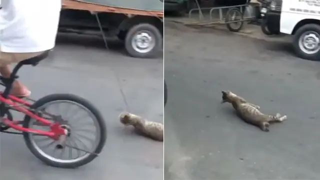 Super Sadis, Viral Aksi Pria Seret Kucing dengan Sepeda hingga Tak Berdaya