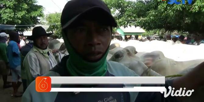 VIDEO: Penjualan Sapi Kurban di Tuban Sepi Pembeli Jelang Idul Adha