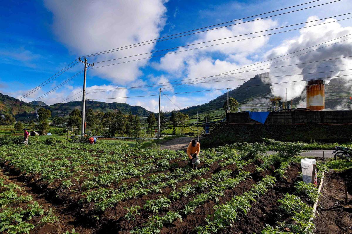 FOTO: Petani Kentang Dieng Terpinggirkan di Tengah Turunnya Harga Pupuk Subsidi
