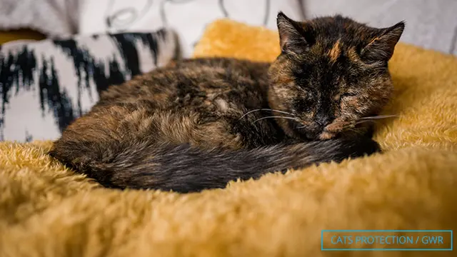 Flossie Kembali Pegang Rekor Kucing Tertua di Dunia, Umurnya Setara 136 Tahun Usia Manusia