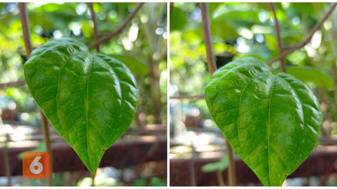 Hasil foto Oppo A92 dazzled color (kanan) dan tanpa dazzled color (kiri) (Liputan6.com/ Agustin Setyo W)
