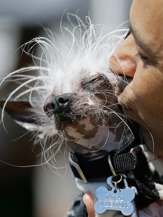 Dane Andrew mencium anjingnya, Rascal, sebelum dimulainya kontes tahunan anjing terjelek di dunia yang digelar di Petaluma, California, 23 Juni 2017. Kontes ini bertujuan untuk mencari anjing terjelek dari yang paling jelek. (AP Photo/Eric Risberg)