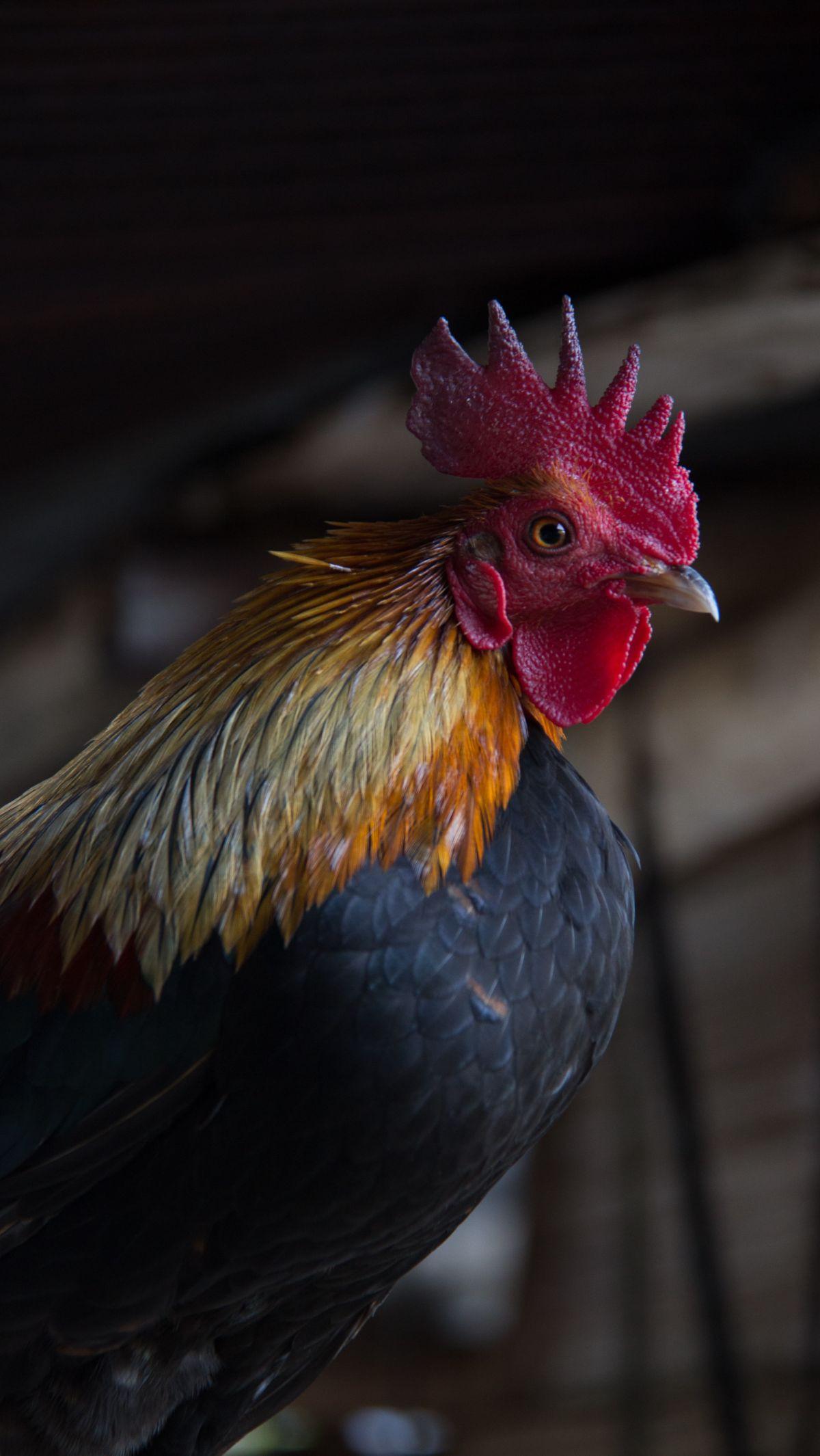 <b>Arti Ayam Berkokok Tengah Malam Menurut Pandangan Agama Islam</b>