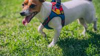 How to Put on a Dog Harness: 3 Types of Harness