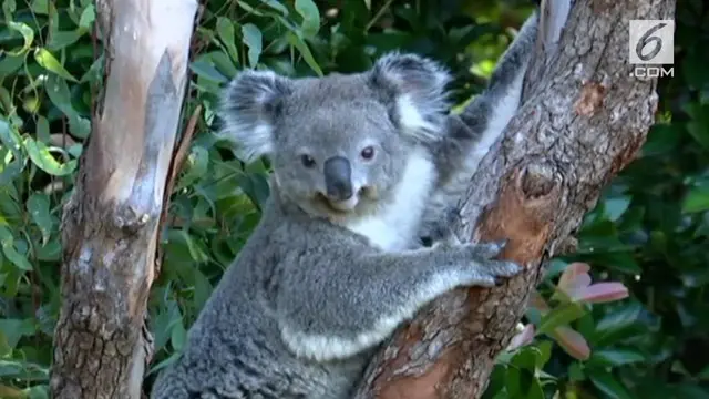 VIDEO: Australia Akan Bangun Pusat Perlindungan Koala