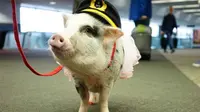 Lilou adalah seekor babi yang dilatih untuk mengurangi penat para pengguna jasa penerbangan yang melewati bandara San Francisco. (Sumber San Francisco International Airport)