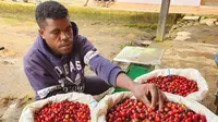 Salah satu petani kopi Dogiyai, Papua. (dok. Belift Project/Dinny Mutiah)