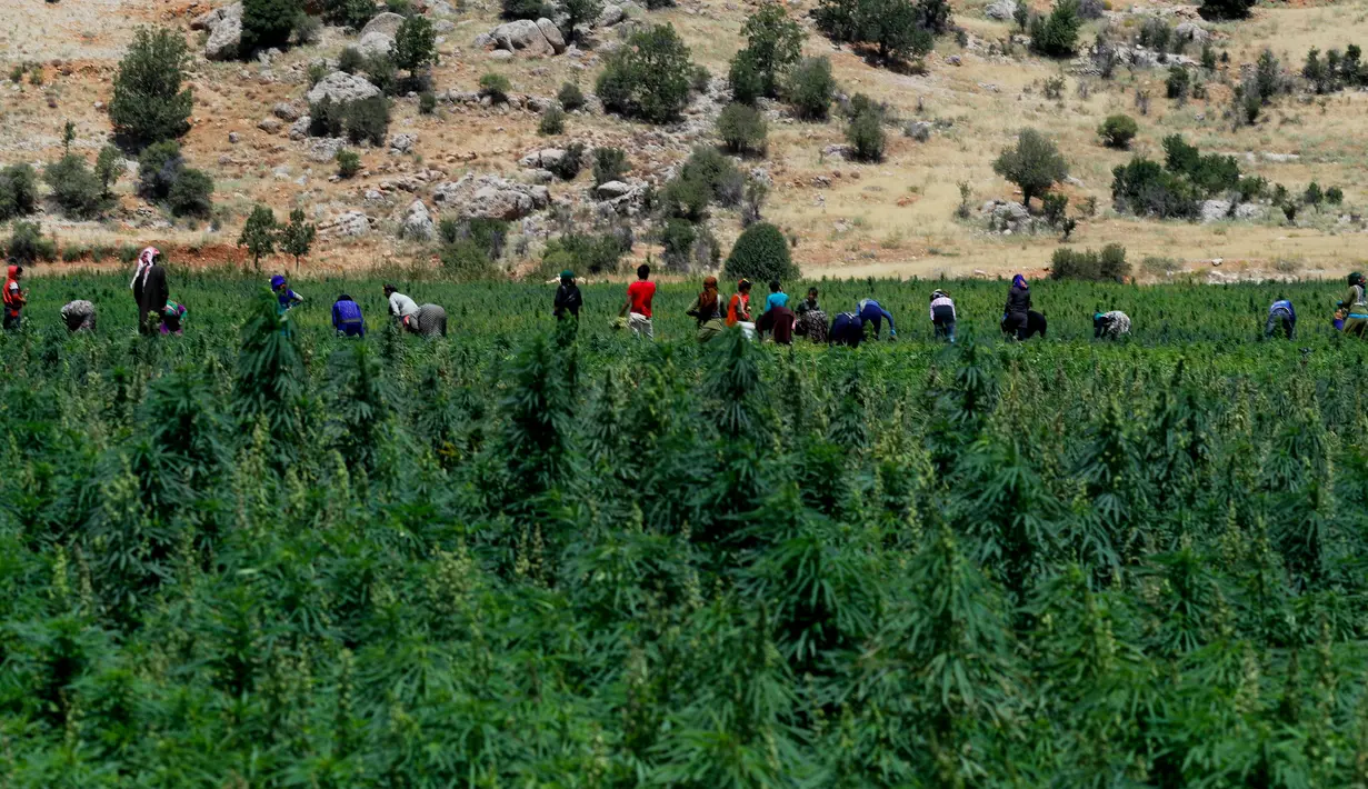 Para pekerja menyingkirkan kotoran dan daun kering di ladang ganja di Lembah Bekaa, Desa Yammoune, Kota Baalbek, Lebanon, Senin (23/7). Menteri Keuangan Lebanon menyatakan mendukung perumusan legalisasi ganja medis. (AP Photo/Hassan Ammar)