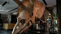 Triceratops adalah salah satu dinosaurus yang paling khas karena tiga tanduk di kepala -- satu di hidung dan dua di dahi (AFP)