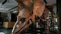 Triceratops adalah salah satu dinosaurus yang paling khas karena tiga tanduk di kepala -- satu di hidung dan dua di dahi (AFP)