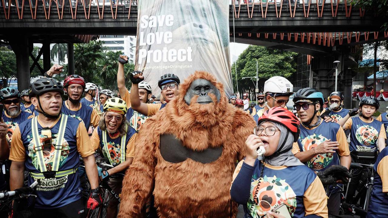 FOTO: Gowes Berkostum Orangutan di Jakarta, Seruan untuk Selamatkan Habitat Satwa Langka