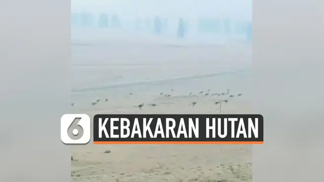 VIDEO: Detik-Detik Rombongan Kanguru Kabur dari Hutan Australia