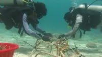 PLN Peduli lakukan transplantasi terumbu karang di Kawasan Konservasi Perairan Daerah (KKPD) Kabupaten Konawe Selatan, Sulawesi Tenggara (Sultra).