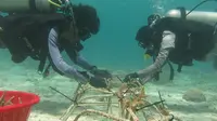 Lestarikan lingkungan, PLN Transplantasi Terumbu Karang di Konawe Selatan