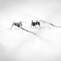 Ilustrasi nyamuk. Sumber foto: unsplash.com/Thomas Kinto.