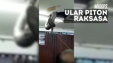 Beberapa orang pun berinisiatif menangkap ular raksasa itu hingga berhasil dievakuasi.