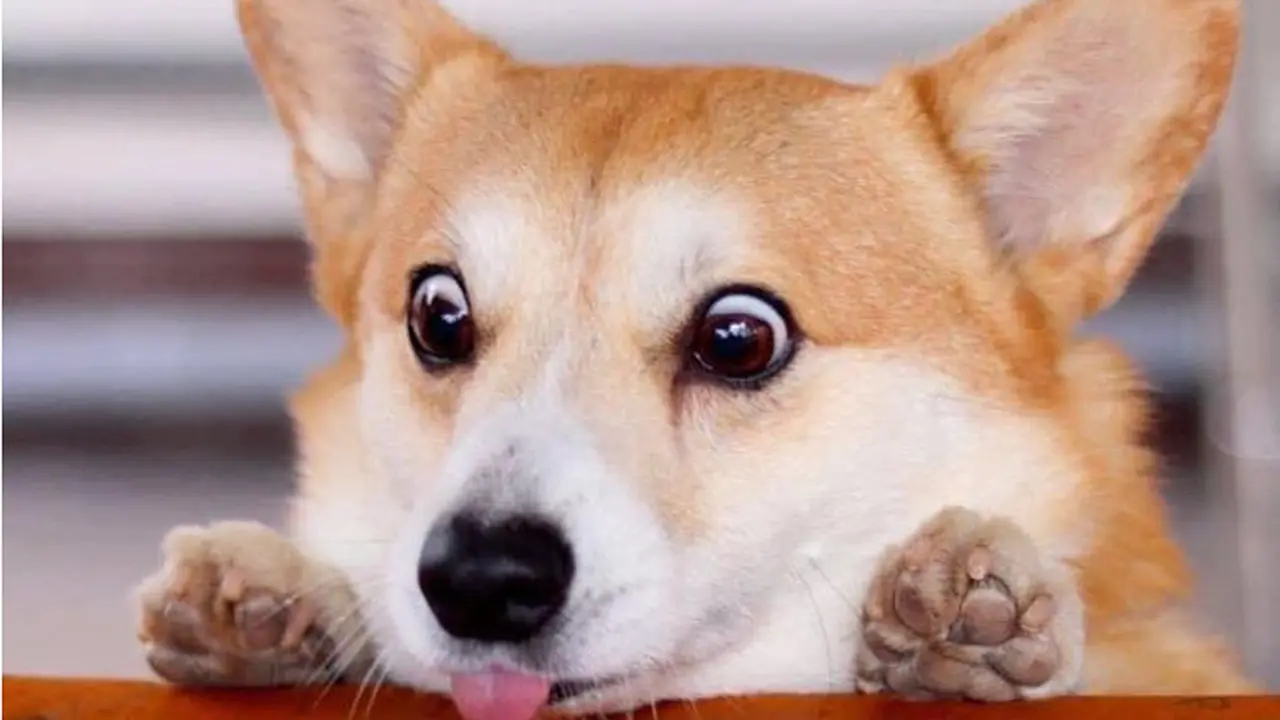 Perkenalkan Gen, Anjing Corgi Lucu Paling Ekspresif dari Jepang