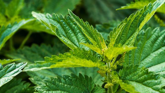 Daun jelatang. (Sumber: pixabay)