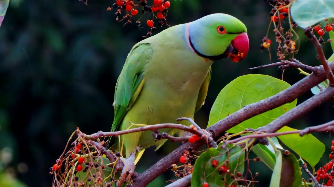 Bird