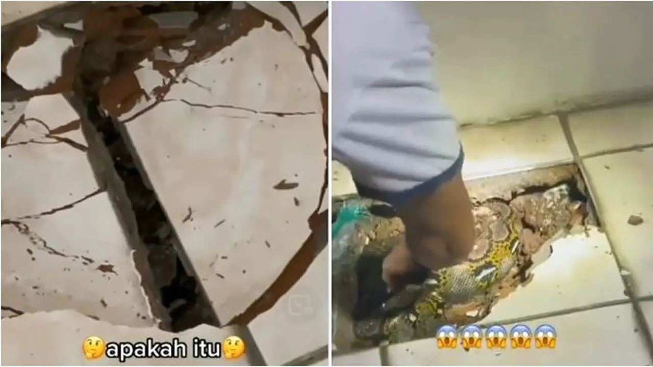 Penemuan Ular Sanca 3 Meter di Bawah Keramik Rumah Warga, Berhasil Dievakuasi
