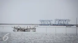 Sejumlah burung Pecuk Padi Kecil hinggap di bagan apung nelayan di perairan Muara Angke, Penjaringan, Jakarta Utara, Selasa (3/1). Burung Pecuk Padi Kecil adalah sejenis burung laut anggota suku Phalacrocoracidae. (Liputan6.com/Faizal Fanani)