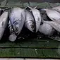 Menjelang perayaan Hari Imlek, pedagang musiman ikan bandeng mulai marak di pasar kawasan Rawa Belong, Jakarta, Rabu (18/2). Ikan bandeng berukuran besar dijual mulai dari harga 40 ribu-60 ribu rupiah. (Liputan6.com/Johan Tallo)