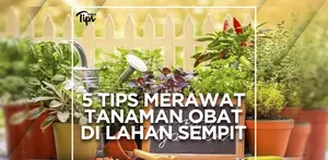 5 Tips Merawat Tanaman Obat Keluarga di Lahan Sempit