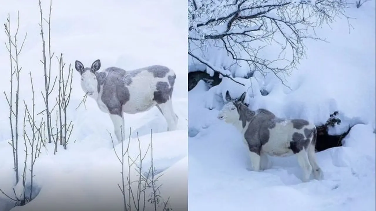Moose Piebald muncul di Norwegia (Foto: Thomas Mørch)