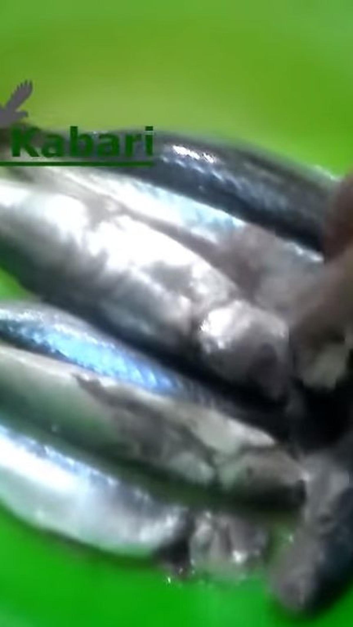 Cuci Ikan Kembali
