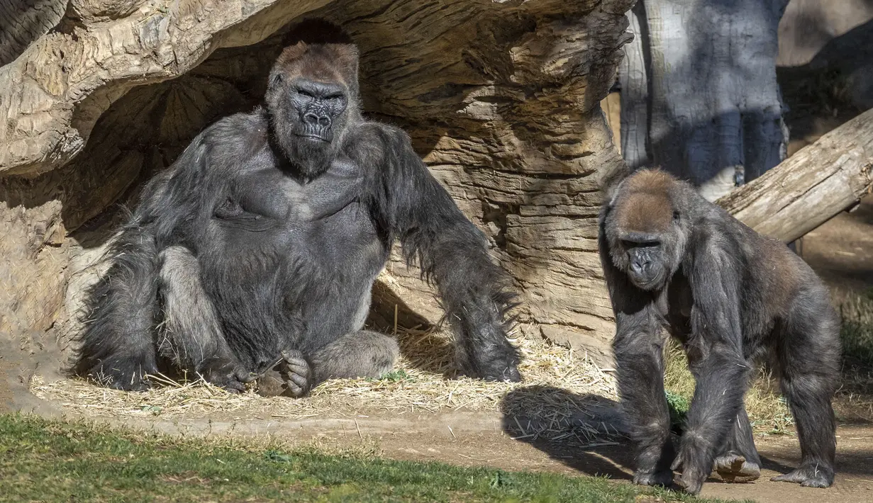 Aktivitas gorila di Taman Safari Kebun Binatang San Diego, California, Amerika Serikat (10/1/2021). Dua ekor gorila di Taman Safari Kebun Binatang San Diego dilaporkan positif terinfeksi Covid-19 setelah menunjukkan gejala sesak napas dan batuk. (Ken Bohn/San Diego Zoo Safari Park via AP)
