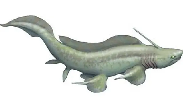 Xenacanthus