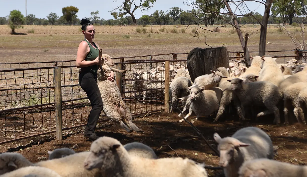 Seorang wanita bernama Emma Billet membawa seekor domba untuk dicukur bulunya di tempat pemotong bulu domba di New South Wales, Australia (21/2). Emma sudah memulai pekerjaannya sejak usia 19 tahun. (AFP/Peter Parks)
