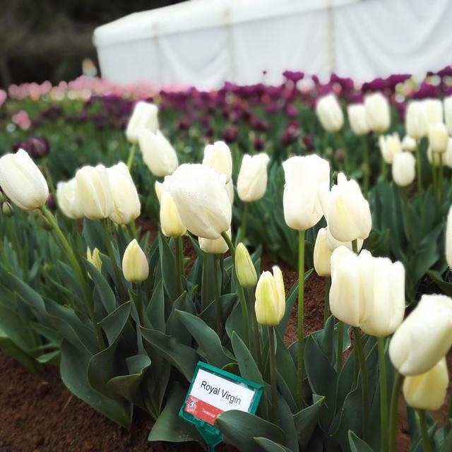 Di Balik Rahasia Keindahan Bunga Tulip Australia Global